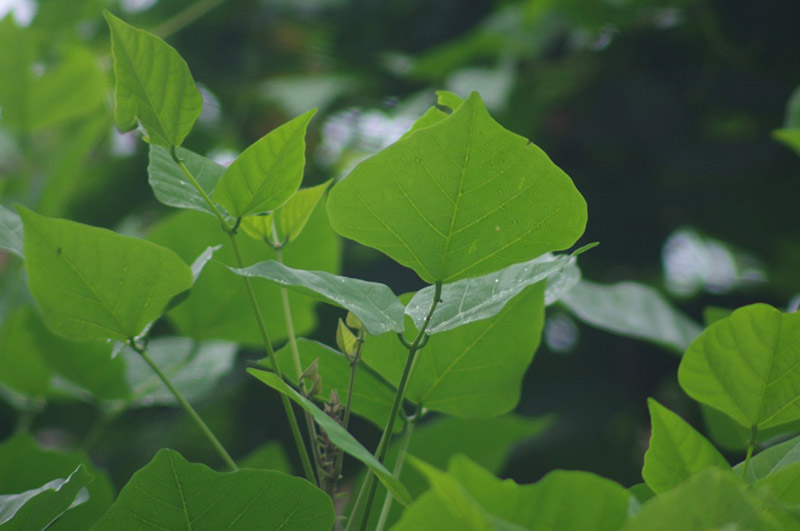 Cây Vông – Mẹo Dân Gian Chữa Mất Ngủ