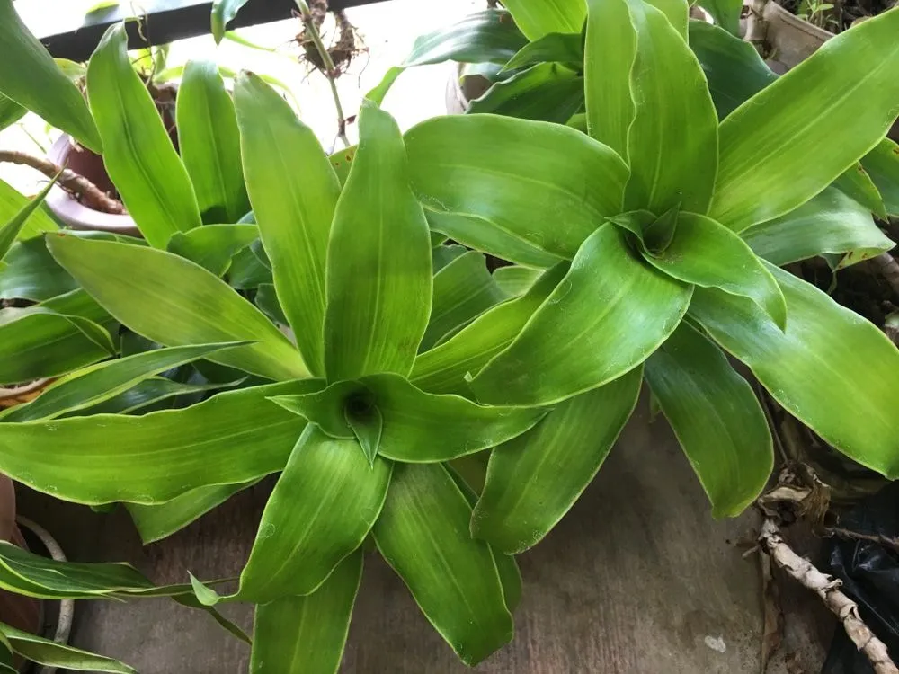 Cây lược vàng trị trào ngược dạ dày: Mẹo nhỏ, công dụng lớn