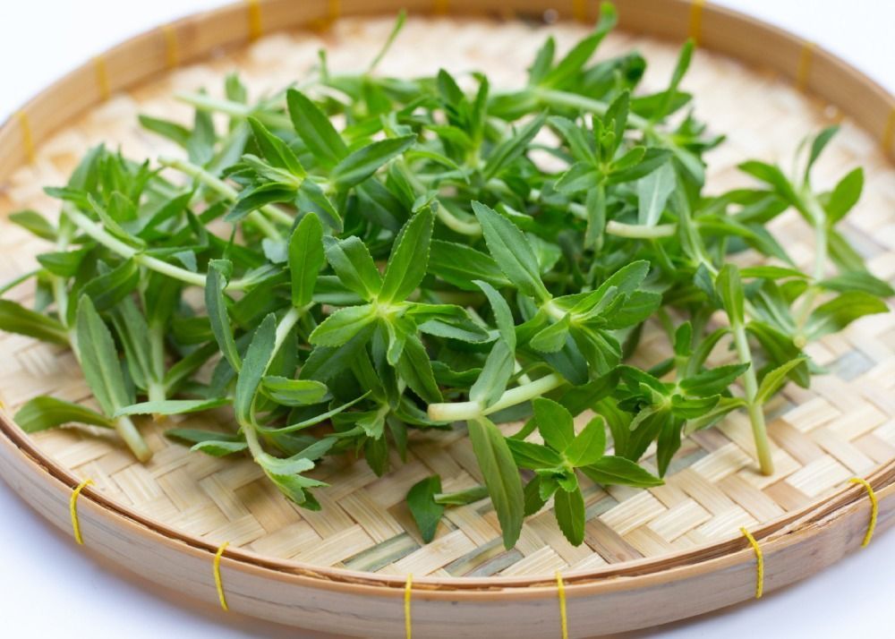 Rau om thường dùng trong các bài thuốc thanh nhiệt lợi tiểu