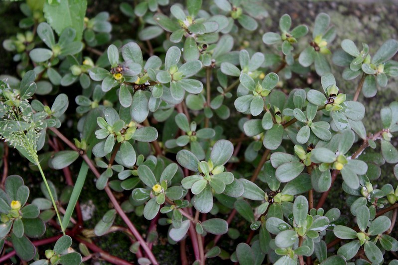 Rau sam là cây thân thảo