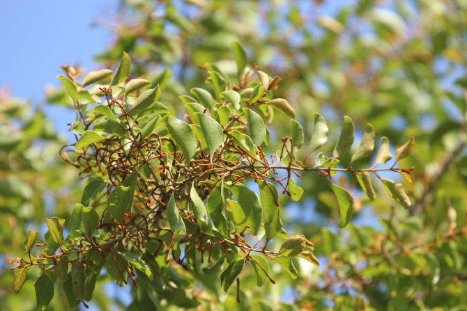 Bài thuốc từ tầm gửi đã được ứng dụng từ xa xưa