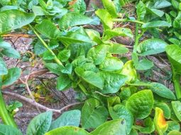 Rau mồng tơi có tốt cho xương khớp không? Lão nói rõ cho bà con!