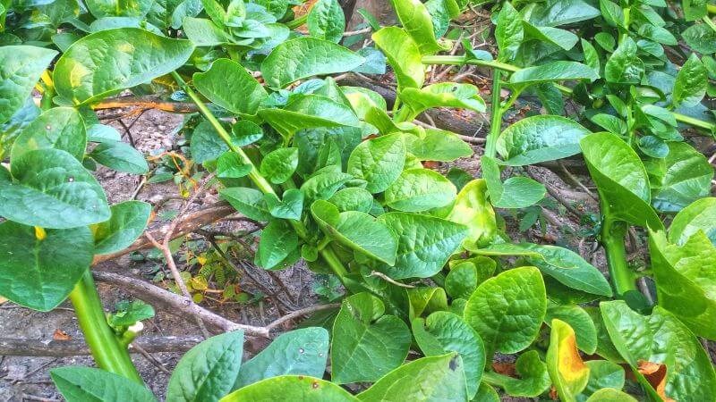 Rau mồng tơi có tốt cho xương khớp không? Lão nói rõ cho bà con!