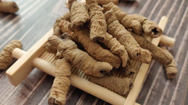 Ba kích là vị thuốc quen thuộc ở các vùng đồi núi