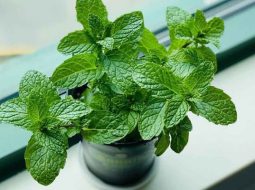 Lá bạc hà hỗ trợ tốt cho các vấn đề về hô hấp