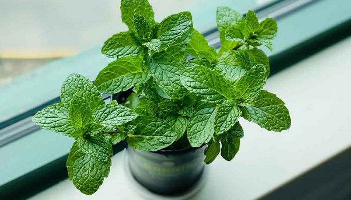 Lá bạc hà hỗ trợ tốt cho các vấn đề về hô hấp