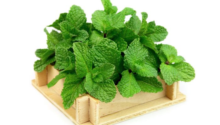 Bạc hà có hương thơm the mát dễ chịu