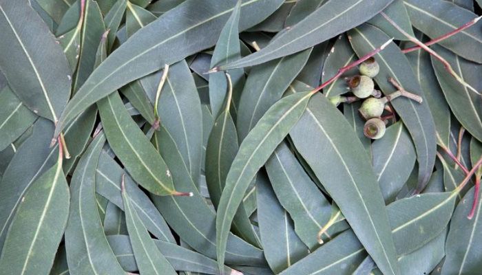 Bạch đàn thường dùng trong các bài thuốc kháng viêm kháng khuẩn