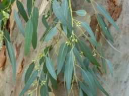 Bạch đàn còn được gọi là khuynh diệp