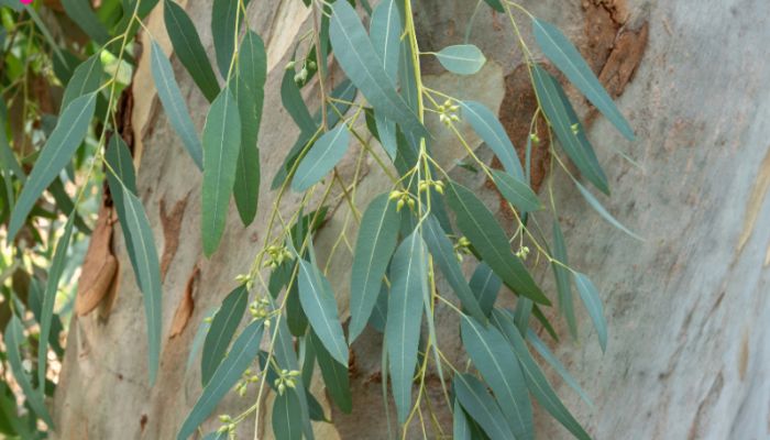 Bạch đàn còn được gọi là khuynh diệp