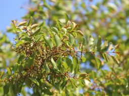 Bài thuốc từ tầm gửi đã được ứng dụng từ xa xưa