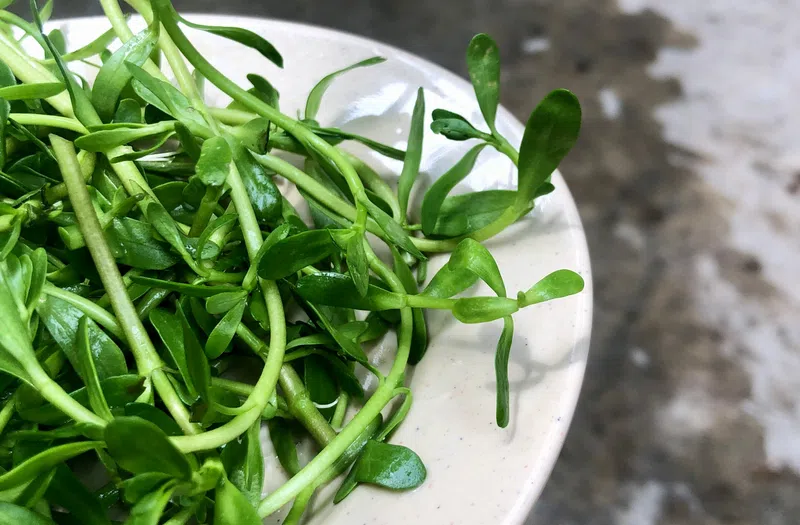 Bà con mình tùy thuộc vào nhu cầu để sử dụng rau đắng