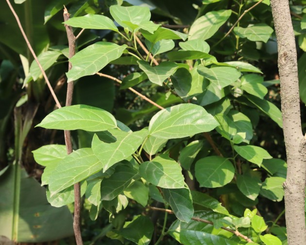 Bài thuốc từ lá vọng cách giúp mát gan, giảm viêm