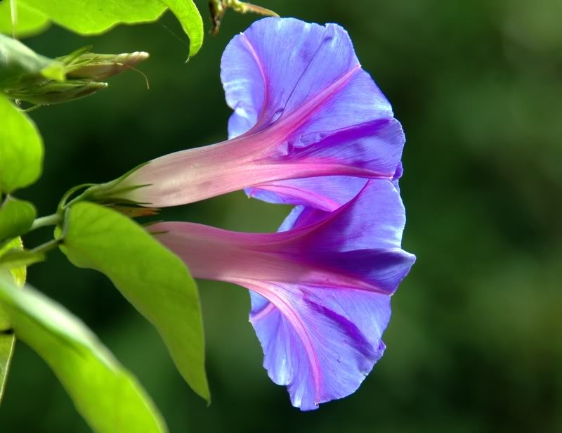 Các bài thuốc từ bìm bìm hỗ trợ tốt cho người bệnh thận