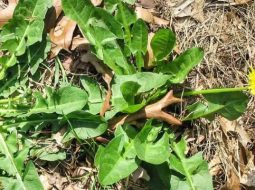 Bồ công anh là dược liệu mọc hoang rất nhiều