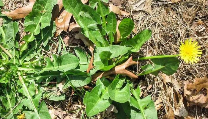 Bồ công anh là dược liệu mọc hoang rất nhiều