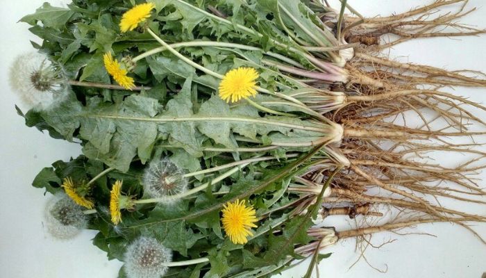 Dân gian thường dùng bồ công anh để giải độc