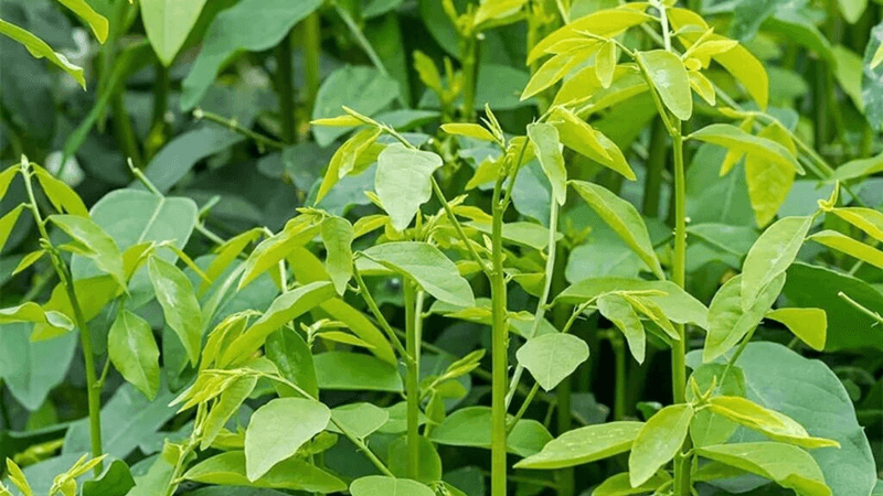 Rau ngót là món ăn quen thuộc của bà con