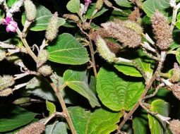 Cây an xoa thuộc vào họ bông