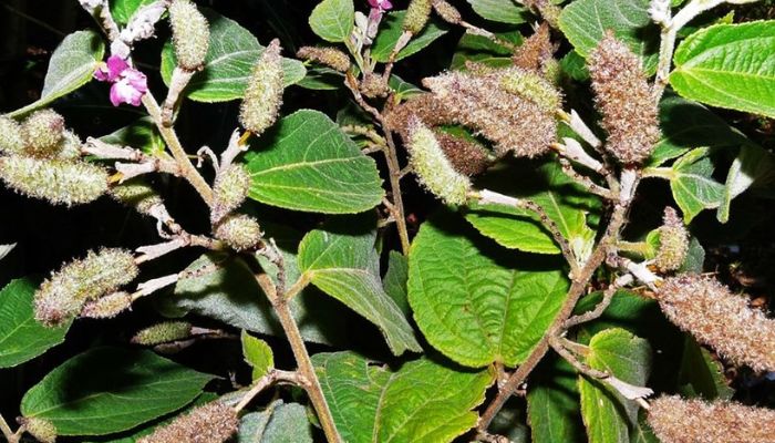 Cây an xoa thuộc vào họ bông