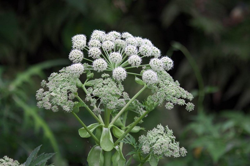 Bạch chỉ giúp tán phong rất tốt