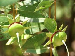 Cây bần dùng nhiều trong các bài thuốc viêm da