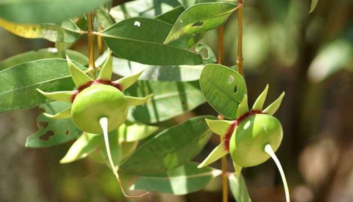 Cây bần dùng nhiều trong các bài thuốc viêm da