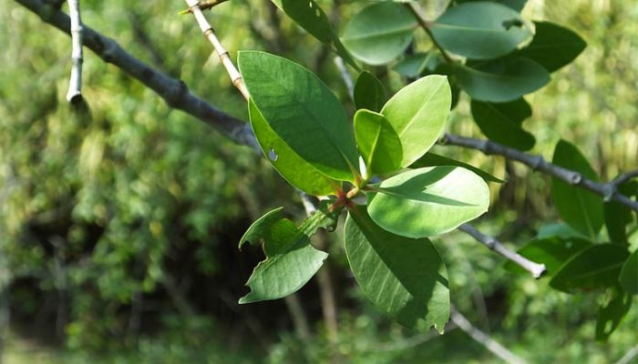 Cây bần được dùng chủ yếu phần lá và quả