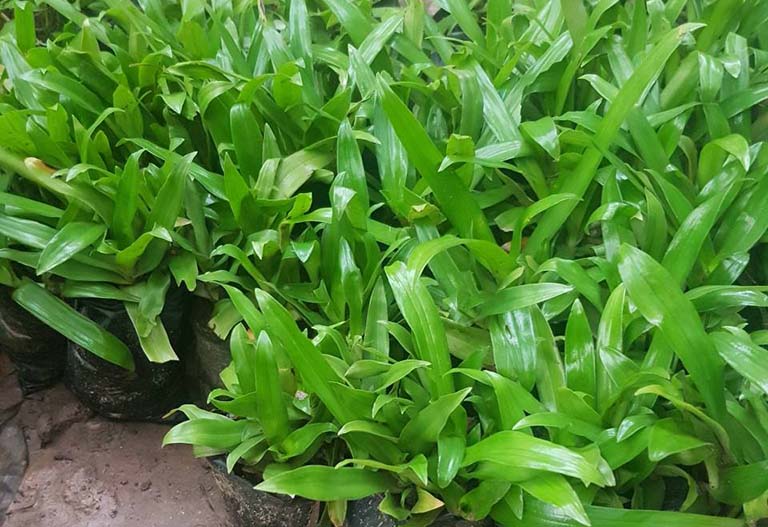 Cây bao tử chữa đau dạ dày: Mẹo dân gian mà ít ai ngờ tới