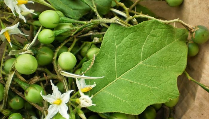 Cà gai leo được ứng dụng nhiều trong các bài thuốc dân gian