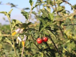 Cà gai leo mọc tập trung rất nhiều ở các tỉnh miền núi phía Bắc