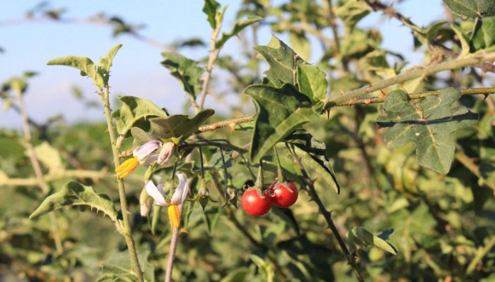 Cà gai leo mọc tập trung rất nhiều ở các tỉnh miền núi phía Bắc