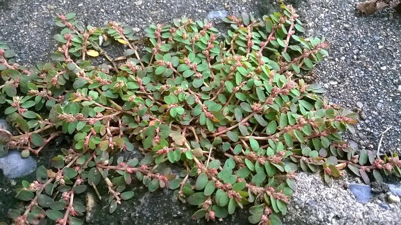 Cây cỏ sữa trị xương khớp: Mẹo dân gian tưởng nhỏ mà không nhỏ