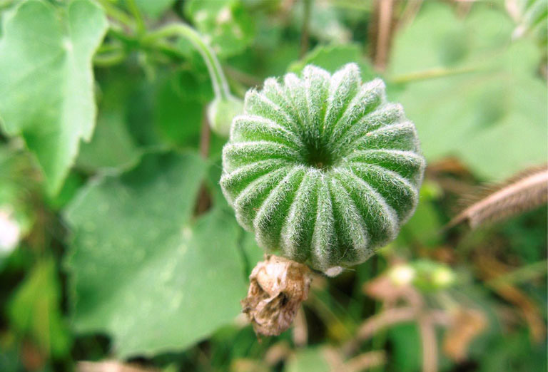 Các bài thuốc từ cây cối xay được sử dụng rất phổ biến trong dân gian