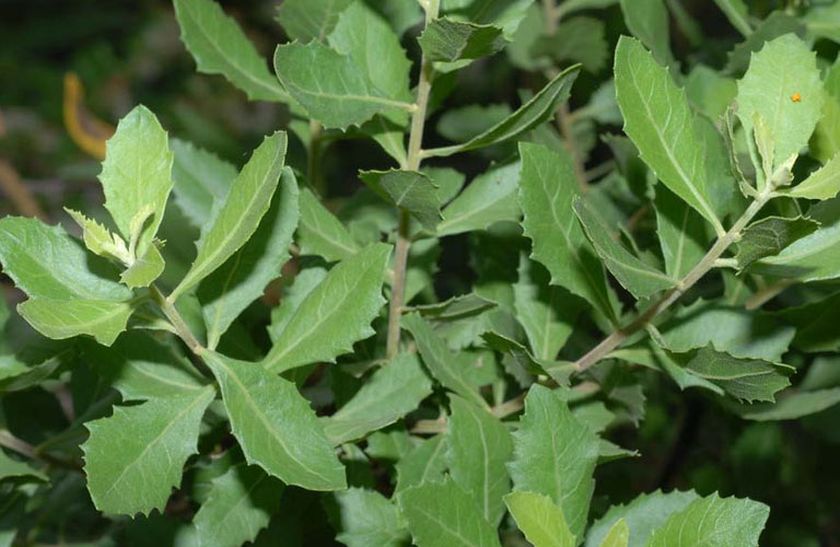 Cây thuốc đắp xương khớp: Mẹo nhỏ nhưng hiệu quả bất ngờ