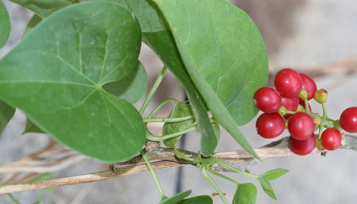 Bài thuốc từ dây đau xương nên có sự hướng dẫn chi tiết từ thầy thuốc đối với từng bệnh nhân