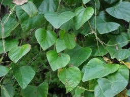 Cây dây đau xương rất quen thuộc ở các làng quê Việt Nam