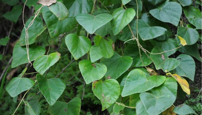 Cây dây đau xương rất quen thuộc ở các làng quê Việt Nam