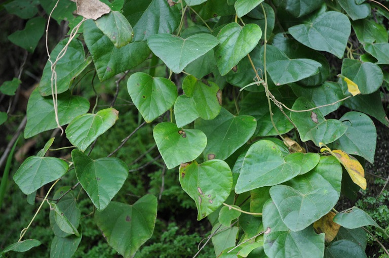 Cây thuốc Nam chữa lao xương khớp: Dân gian dùng sao cho đúng?