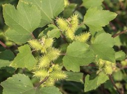 Cây ké đầu ngựa mọc hoang ven đường rất nhiều