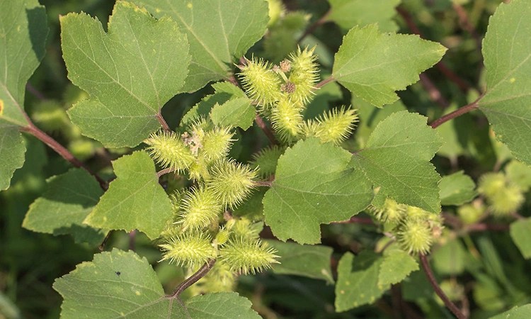 Cây ké đầu ngựa mọc hoang ven đường rất nhiều