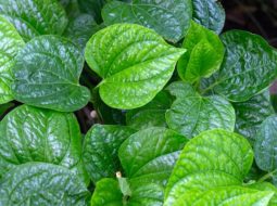 Lá lốt hỗ trợ giảm đau xương khớp khá tốt