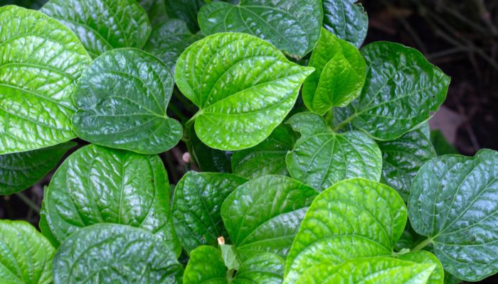 Lá lốt hỗ trợ giảm đau xương khớp khá tốt