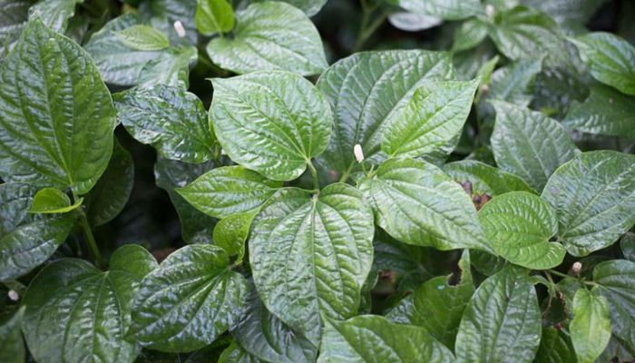 Lá lốt thuộc vào họ hồ tiêu