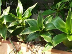 Lược vàng thường dùng trong các bài thuốc giảm đau nhức và viêm nhiễm da