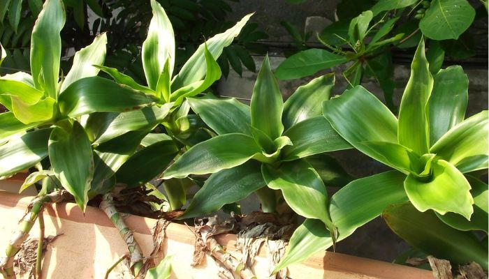 Lược vàng thường dùng trong các bài thuốc giảm đau nhức và viêm nhiễm da