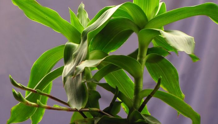 Cây lược vàng khi vò nhẹ sẽ có mùi hơi hăng