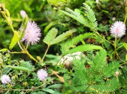 Cây mắc cỡ còn được biết đến với tên cây xấu hổ