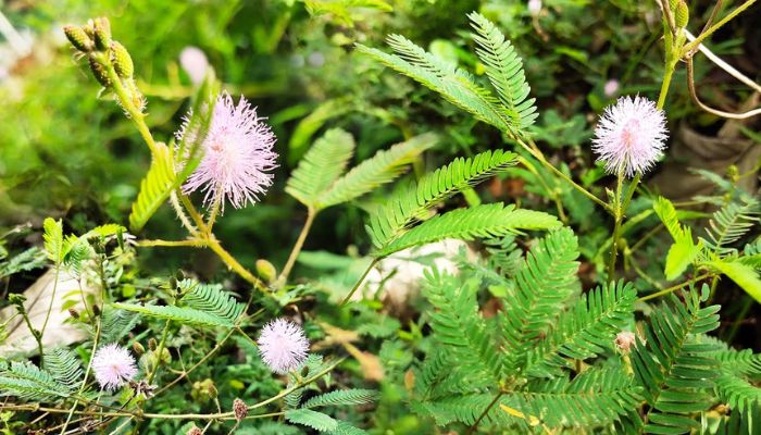 Cây mắc cỡ còn được biết đến với tên cây xấu hổ