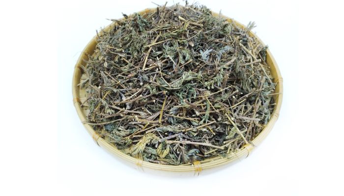 Bài thuốc từ cây mắc cỡ khá dễ sử dụng